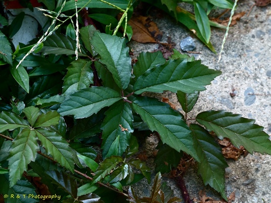 {Rubus trivialis}